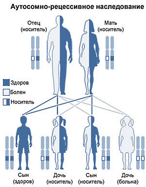 Наследственные болезни человека. Список с описанием, таблица