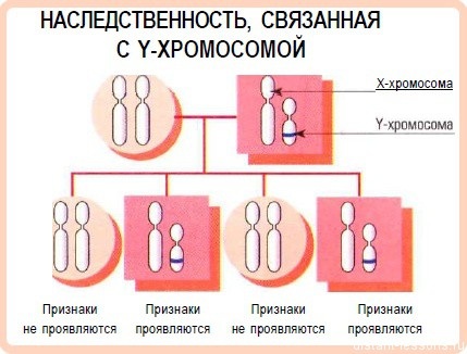 Наследственные болезни человека. Список с описанием, таблица