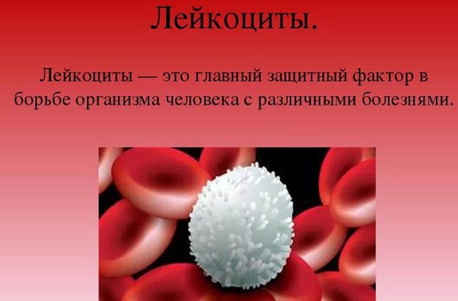 Низкие лейкоциты в крови у взрослого. Причины, как поднять