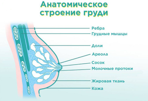 Нормальная женская грудь: размеры, как выглядит, форма, обхват
