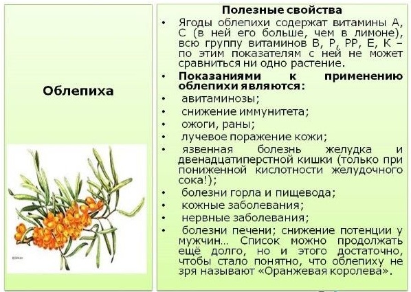 Чай с облепихой. Польза, как сделать из листьев, ягод