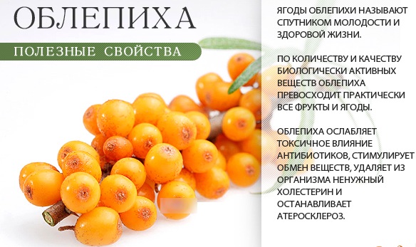 Чай с облепихой. Польза, как сделать из листьев, ягод