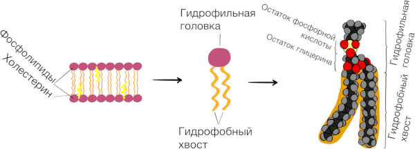 Омега-3 для суставов и связок. Какая лучше, польза