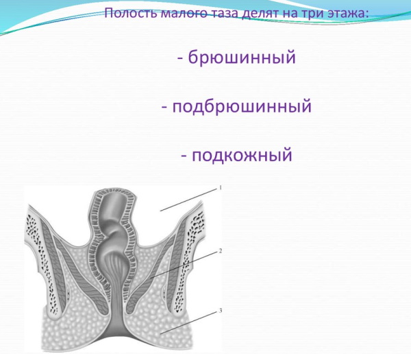 Органы малого таза у мужчин. Что входит, анатомия, МРТ, УЗИ