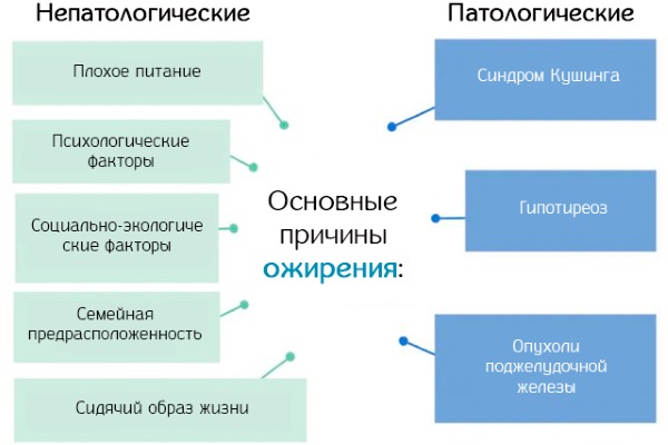 МРТ малого таза. Подготовка у женщин к исследованию, что показывает с контрастированием