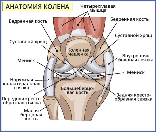 Передняя крестообразная связка. Анатомия, разрыв, повреждение, изменения, лечение