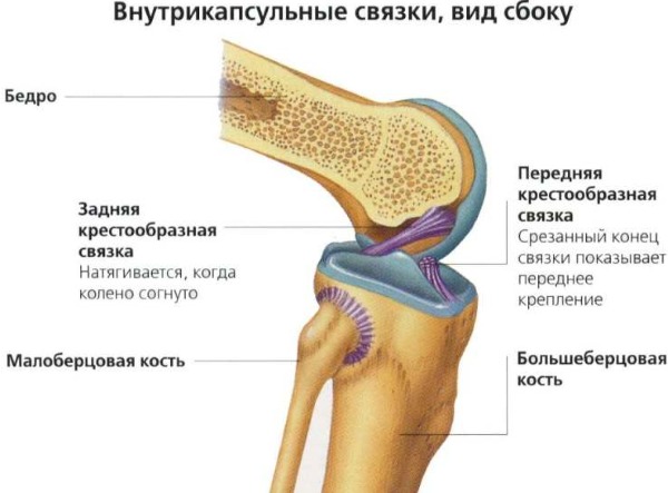 Передняя крестообразная связка. Анатомия, разрыв, повреждение, изменения, лечение
