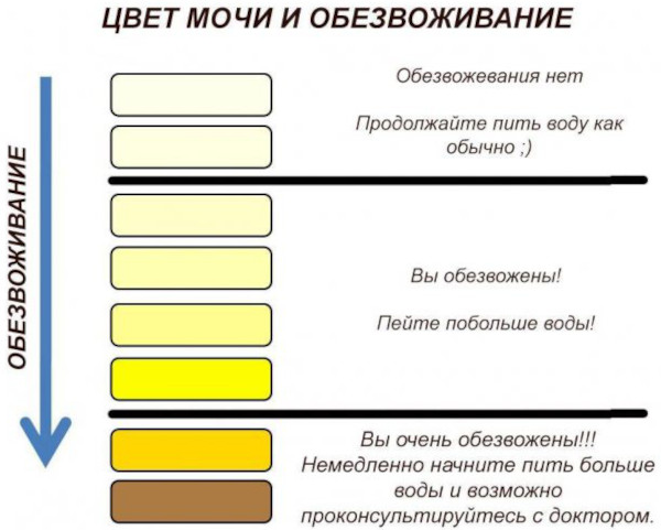 Почему моча желтая, ярко желтого лимонного цвета у женщин. Причины