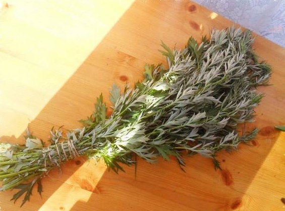 Полынь лечебная (Полыни горькой трава). Где купить, польза, рецепты в народной медицине