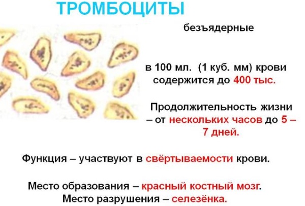 Повышенные тромбоциты в крови у женщин. Причины и лечение, что это значит