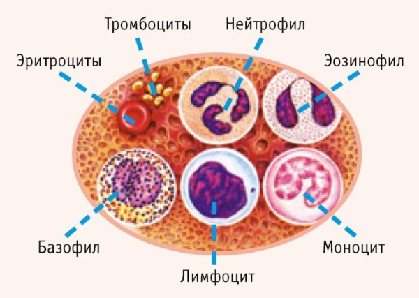 Повышенные тромбоциты в крови у женщин. Причины и лечение, что это значит