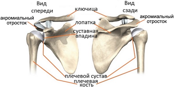 Причины боли в левом плече и предплечье. Резкая, ноющая, тупая боль и рекомендации врачей