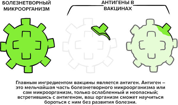 Прививки детям. График до 1 года по месяцам, таблица