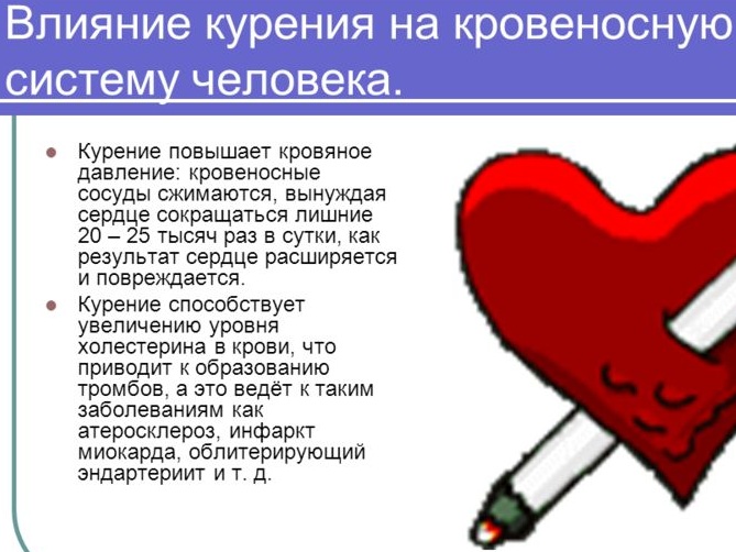 Кровеносные сосуды человека. Схема системы кровообращения, анатомия