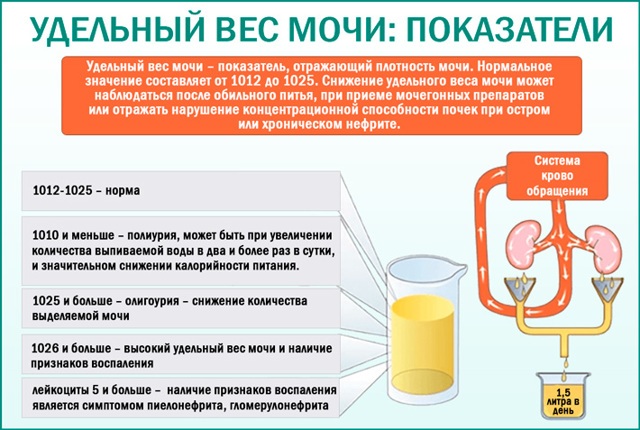 Как сдавать суточный анализ мочи, что он показывает