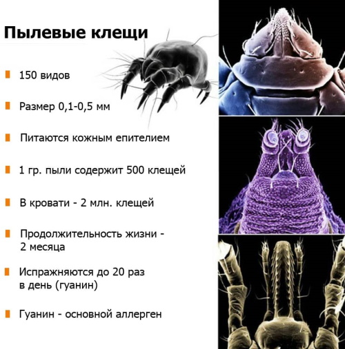Пылевые клещи. Фото под микроскопом, как избавиться