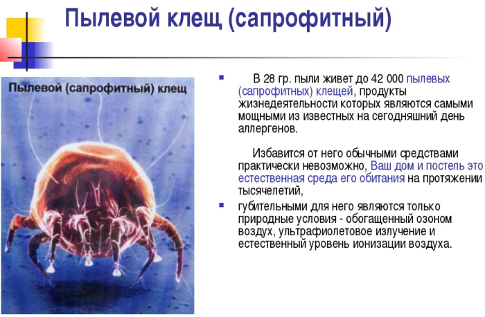 Пылевые клещи. Фото под микроскопом, как избавиться