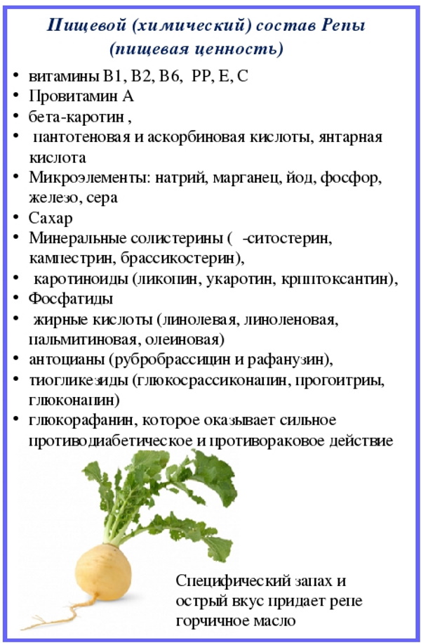 Репа. Полезные свойства и противопоказания для женщин