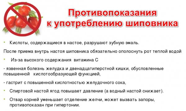 Шиповник сгущает или разжижает кровь. Как действует на кровь, давление