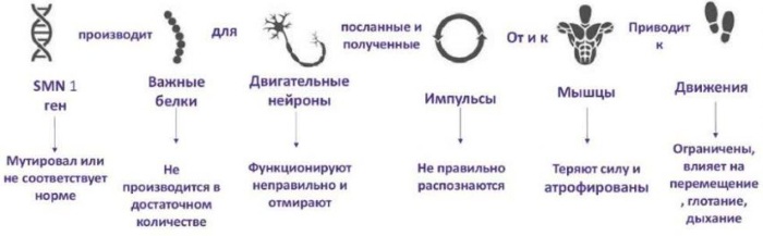 Спинально-мышечная атрофия у детей, взрослых. Что это такое, симптомы, лечение, клинические рекомендации
