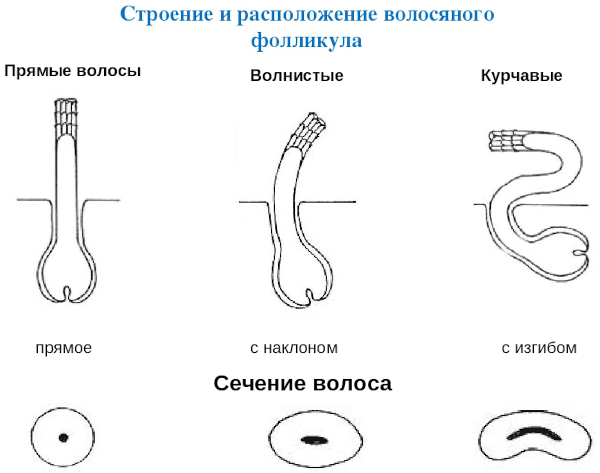 Строение волоса человека: структура стержня, корня, луковицы. Типы волос