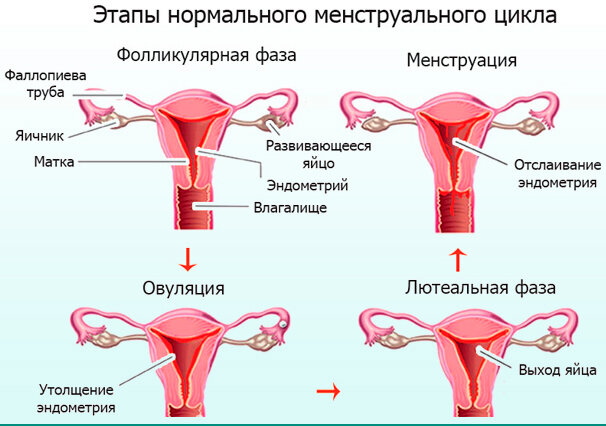 Месячные после кесарева при грудном вскармливании. Когда начинаются