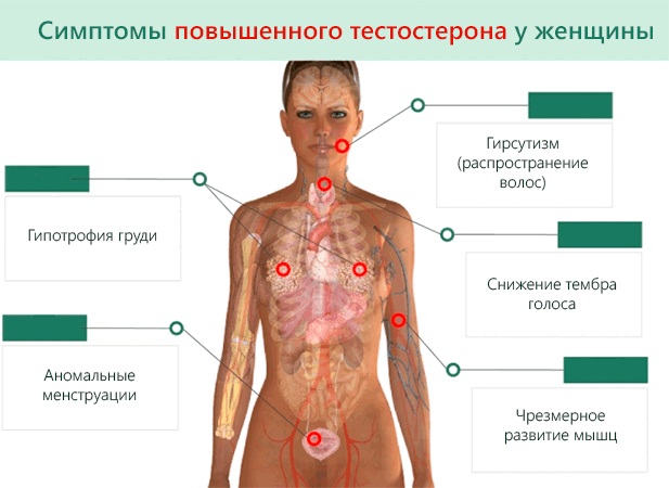 Тестостерон у женщин. Норма гормона, симптомы повышенного, низкого, общий анализ. Лечение, продукты питания, препараты