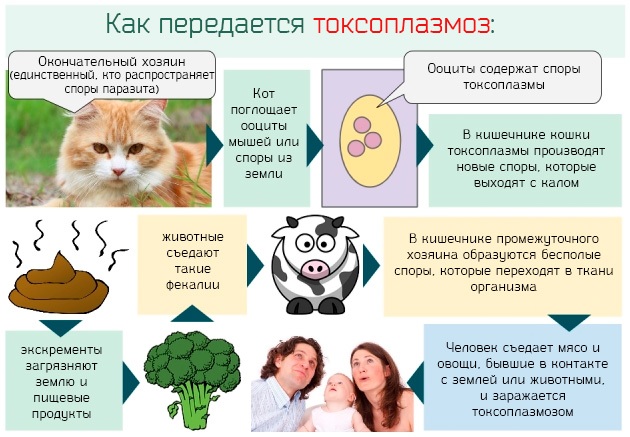 Токсоплазмоз у детей. Симптомы, лечение, клинические рекомендации