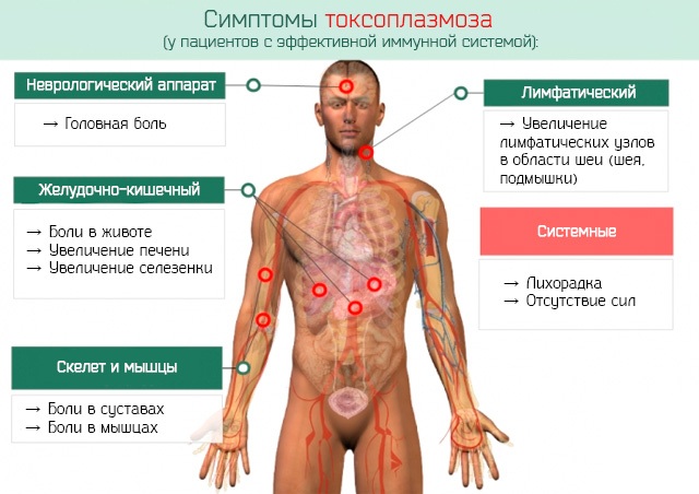 Токсоплазмоз у детей. Симптомы, лечение, клинические рекомендации