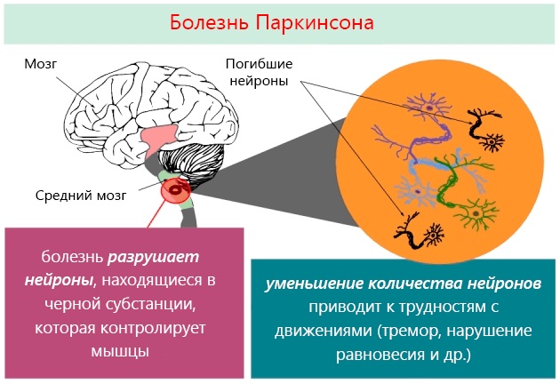 Как передаются гены по наследству. Генетика от родителей к детям