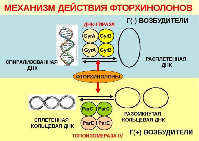 Глево (Glevo) таблетки. Инструкция по применению, цена, отзывы