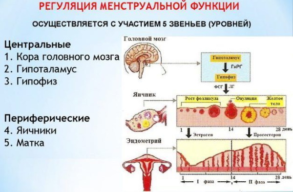 Месячные после кесарева при грудном вскармливании. Когда начинаются