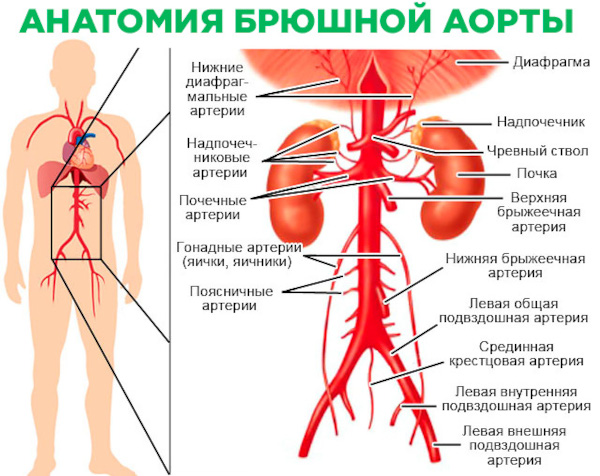 УЗИ аорты брюшной полости. Подготовка к исследованию