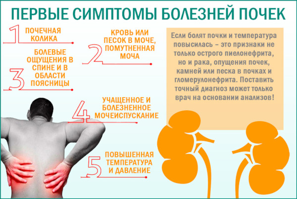 УЗИ сосудов почек. Для чего, как делают, подготовка