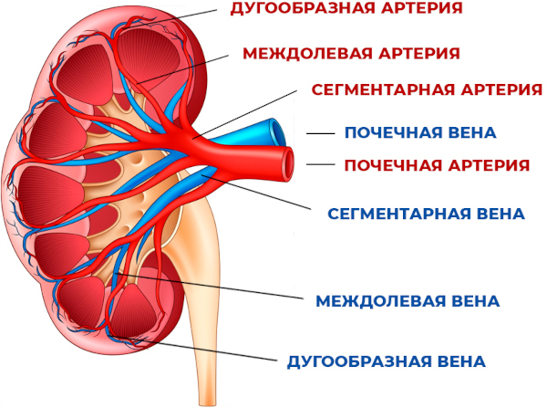 УЗИ сосудов почек. Для чего, как делают, подготовка