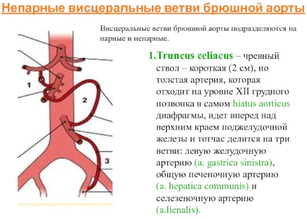 Ветви брюшной аорты. Схема, анатомия париетальных, непарных висцеральных. Атлас