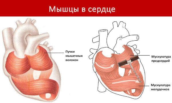 Витамины для сердечной мышцы. Таблетки, уколы
