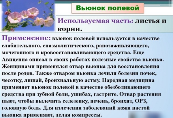 Вьюнок полевой. Фото и описание, лечебные свойства