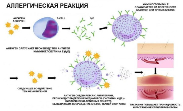 Вьюнок полевой. Фото и описание, лечебные свойства