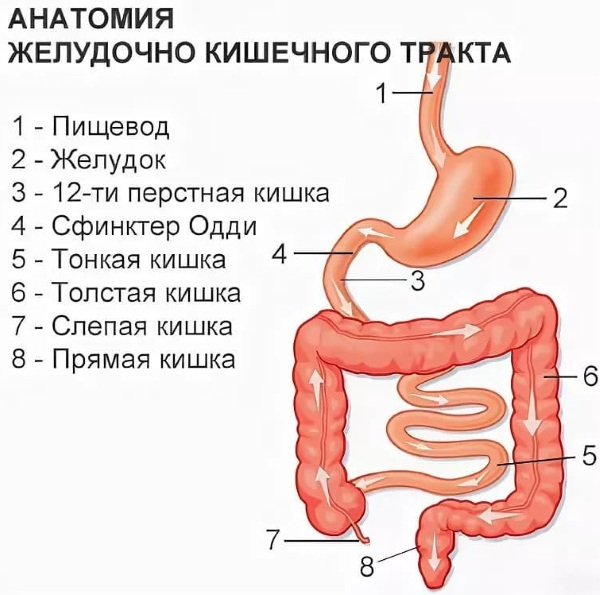 Заболевания кишечника. Симптомы и признаки у женщин