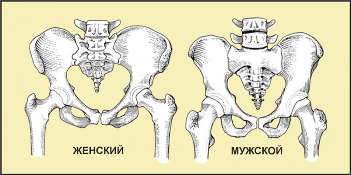 Женский таз в акушерстве. Строение, размеры, плоскости, нормы, отличия от мужского, фото