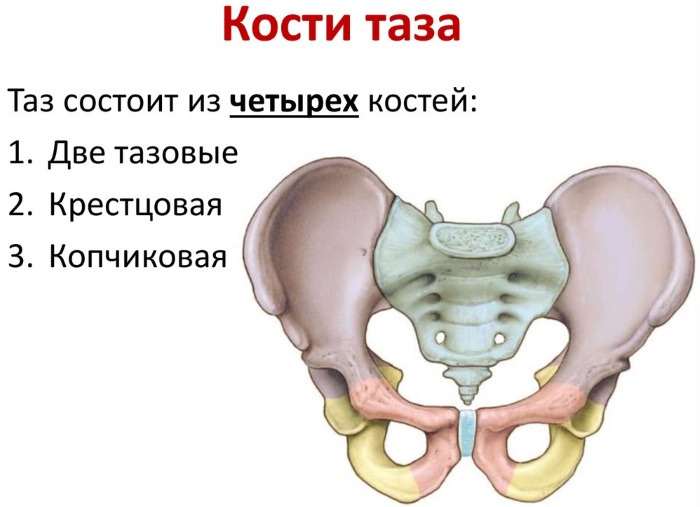Женский таз в акушерстве. Строение, размеры, плоскости, нормы, отличия от мужского, фото