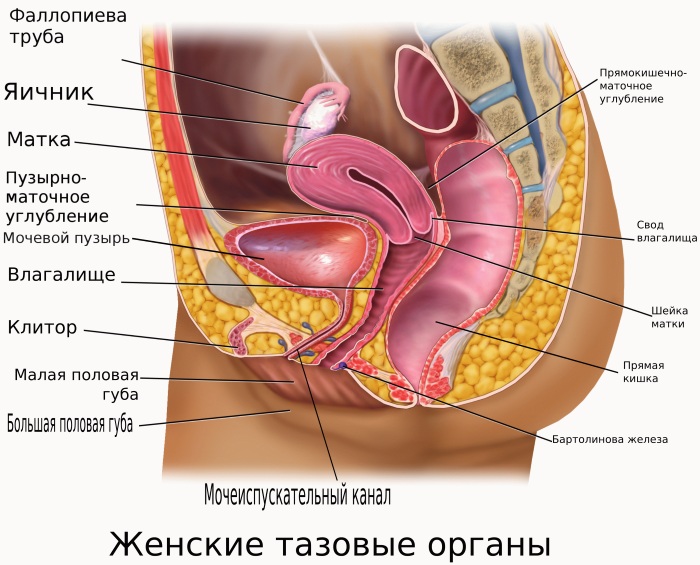 Женский таз в акушерстве. Строение, размеры, плоскости, нормы, отличия от мужского, фото