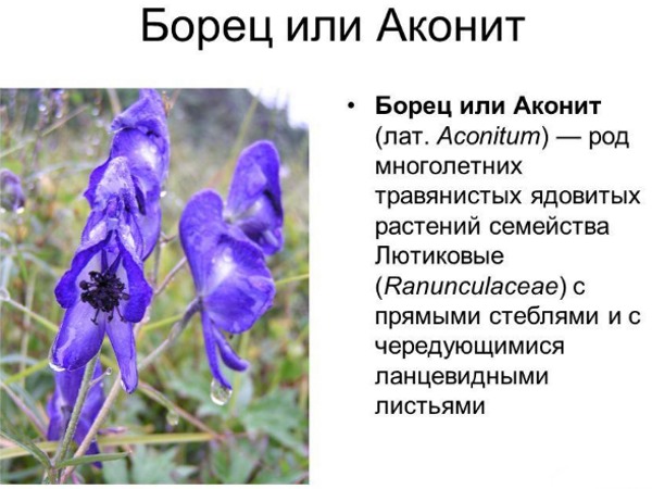 Аконит: показания к применению гомеопатии в народной медицине. Инструкция, как приготовить и принимать настойку
