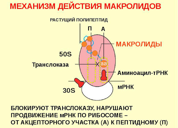 Амоксиклав или Азитромицин. Что лучше, эффективнее, разница