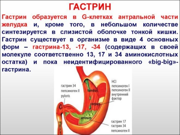 Антральный отдел желудка. Что это такое, где находится, анатомия, симптомы заболеваний и лечение