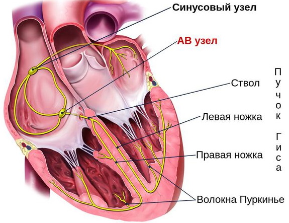 АВ блокада 1-2-3 степени на ЭКГ Мобитц. Что это, причины, лечение