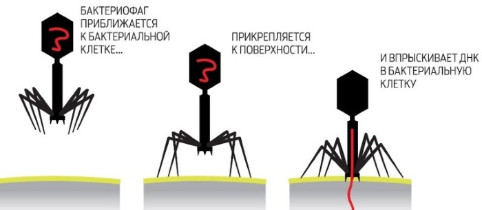Бактериофаги. Что это такое, список препаратов, виды, где купить, цена
