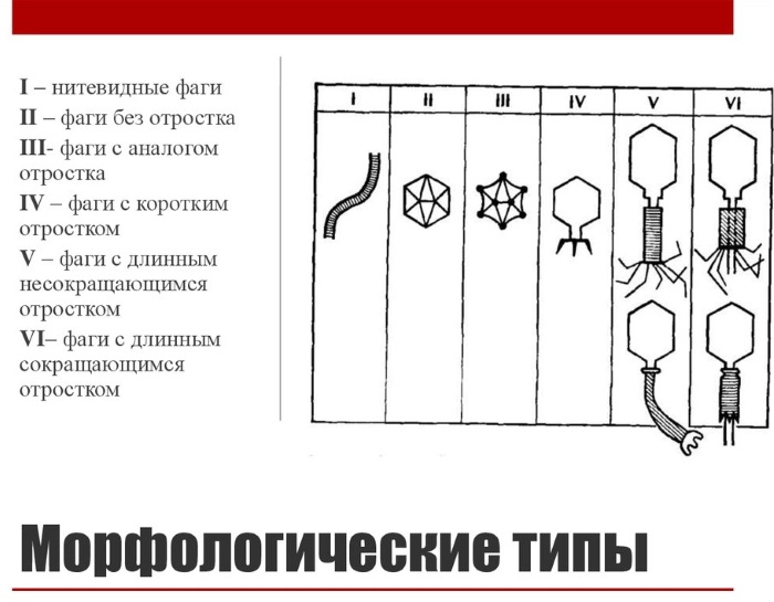 Бактериофаги. Что это такое, список препаратов, виды, где купить, цена