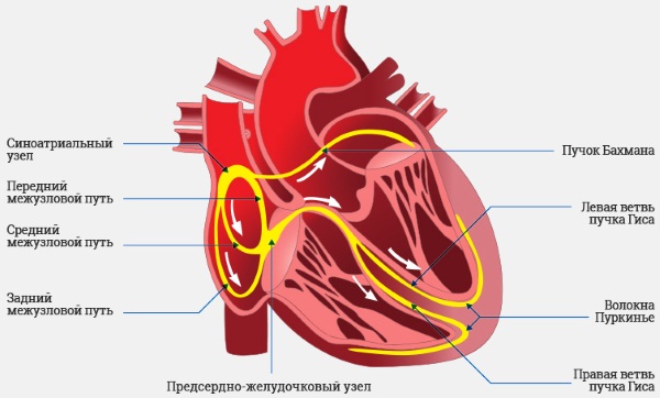 Блокада правой/левой ножки пучка Гиса, неполная, полная, задней/передней ветви. Что это такое, признаки, что делать
